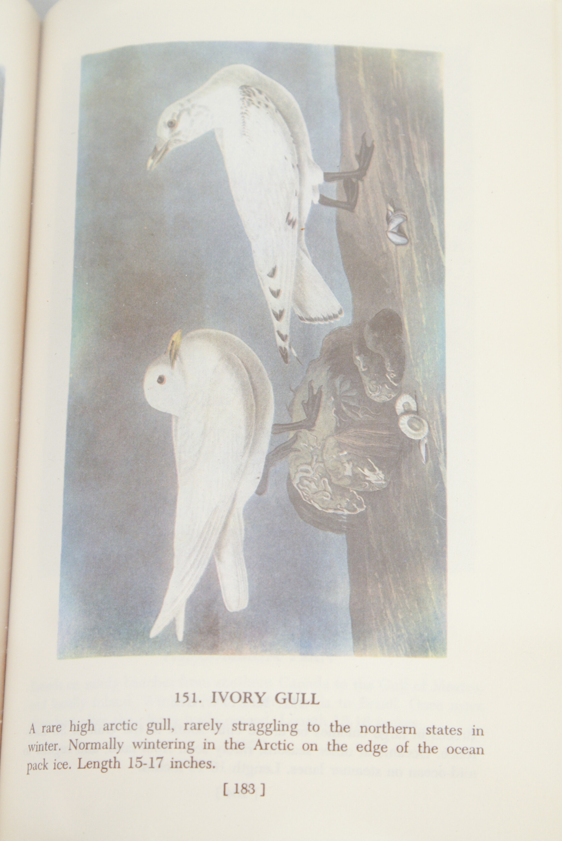 1950 Popular Edition of "Audubon's Birds of America"