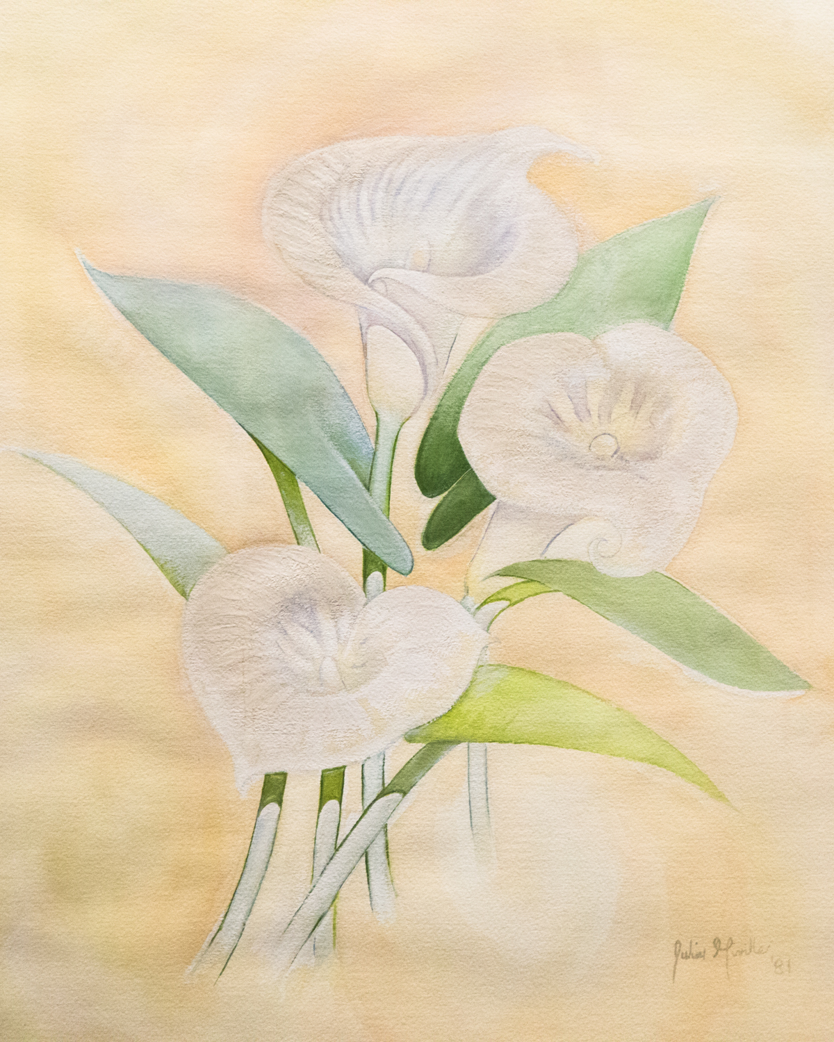 Watercolor of Calla Lilies By Julien Miville