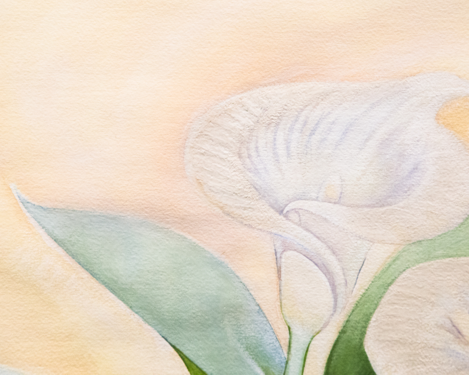 Watercolor of Calla Lilies By Julien Miville