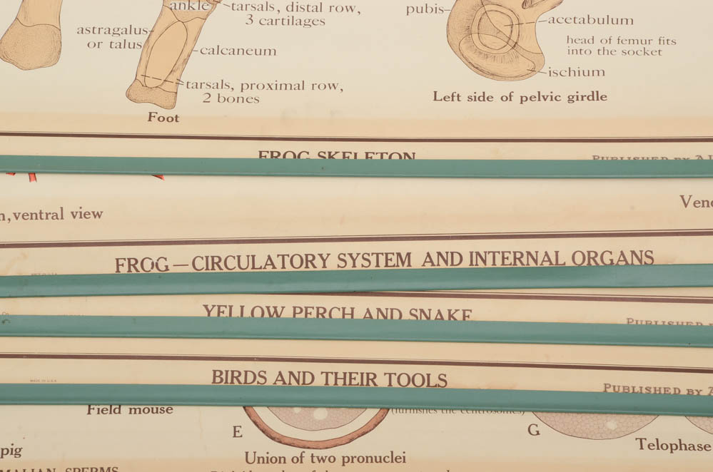 Pull-Down Science Class Diagrams