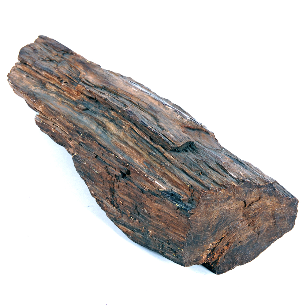 Large Piece of Petrified Wood