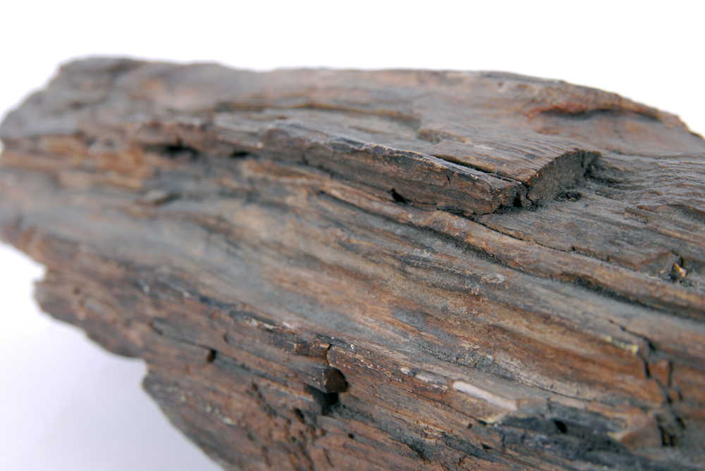 Large Piece of Petrified Wood