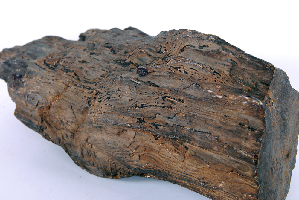 Large Piece of Petrified Wood