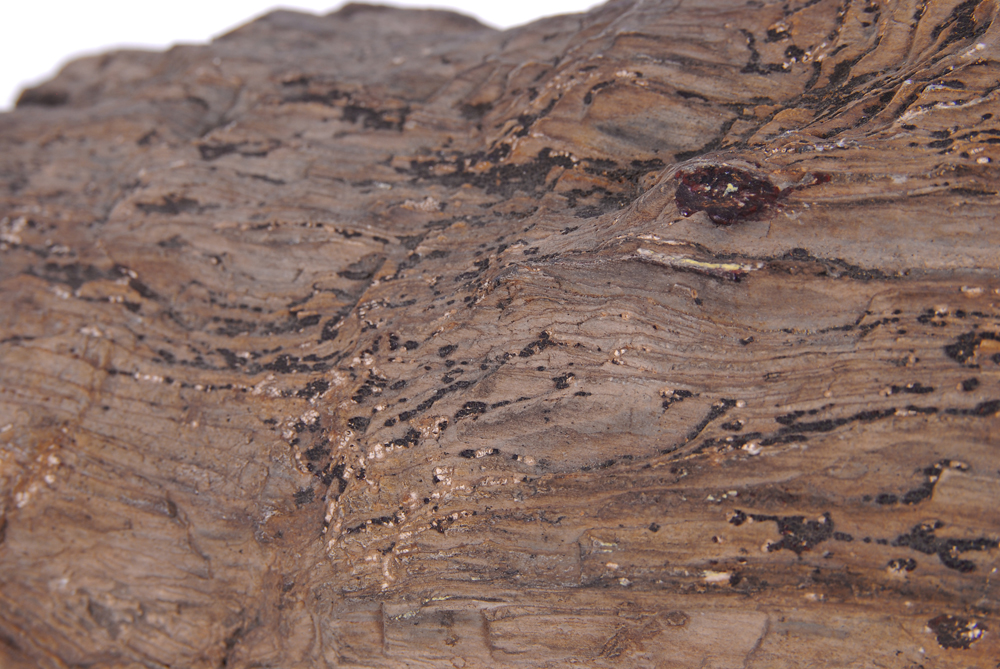 Large Piece of Petrified Wood