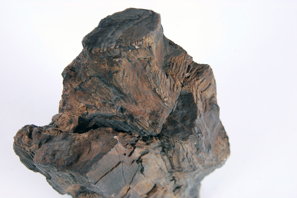 Large Piece of Petrified Wood