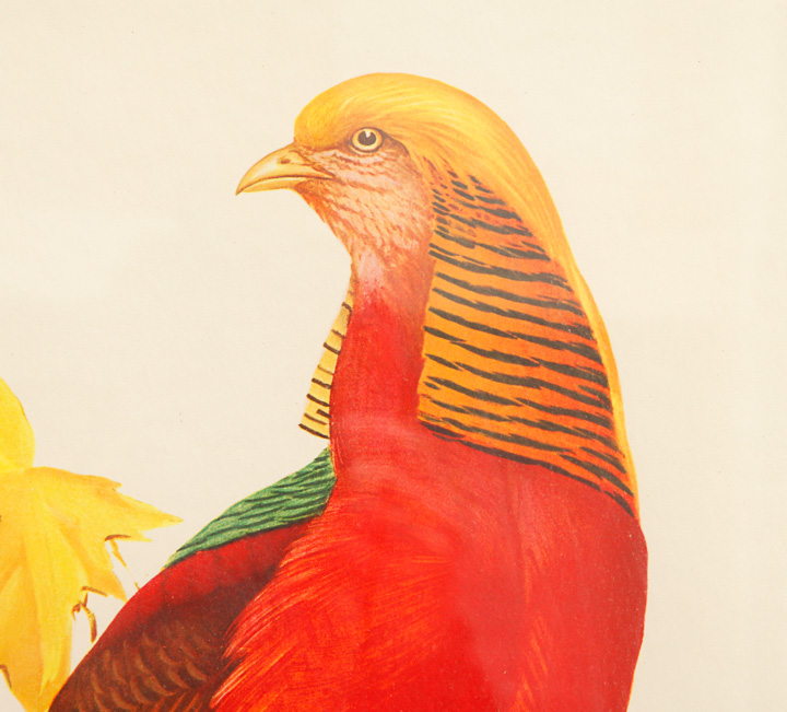 Pair of Framed Bird Giclees after Roger Tory Peterson