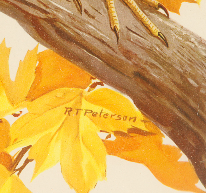 Pair of Framed Bird Giclees after Roger Tory Peterson