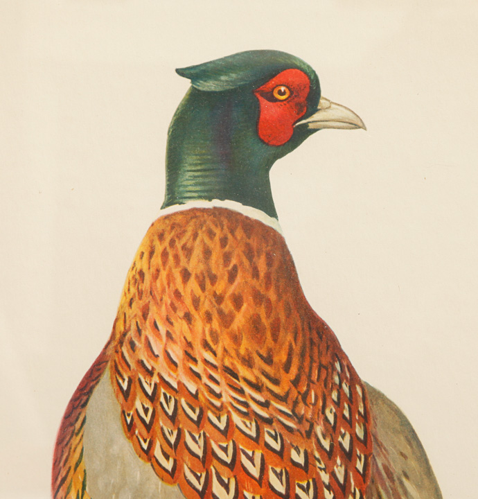 Pair of Framed Bird Giclees after Roger Tory Peterson