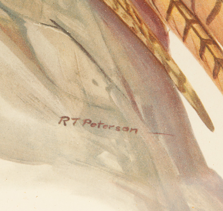 Pair of Framed Bird Giclees after Roger Tory Peterson