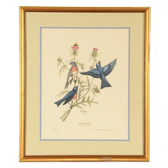E. Dudley Williams Signed Offset Lithograph "Eastern Bluebird"