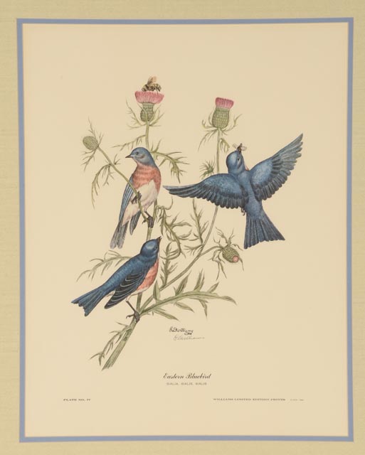 E. Dudley Williams Signed Offset Lithograph "Eastern Bluebird"