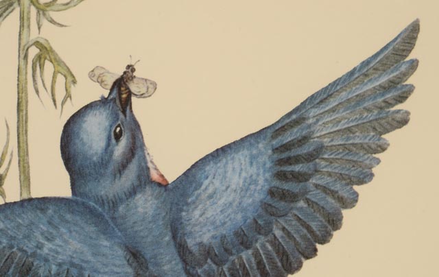 E. Dudley Williams Signed Offset Lithograph "Eastern Bluebird"