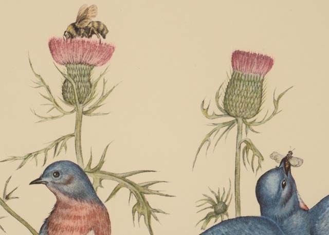 E. Dudley Williams Signed Offset Lithograph "Eastern Bluebird"