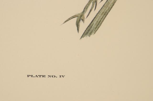 E. Dudley Williams Signed Offset Lithograph "Eastern Bluebird"