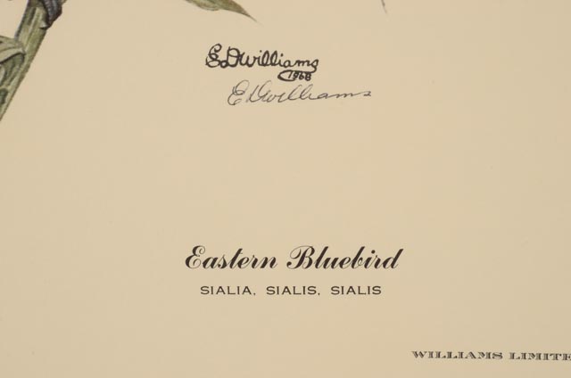 E. Dudley Williams Signed Offset Lithograph "Eastern Bluebird"