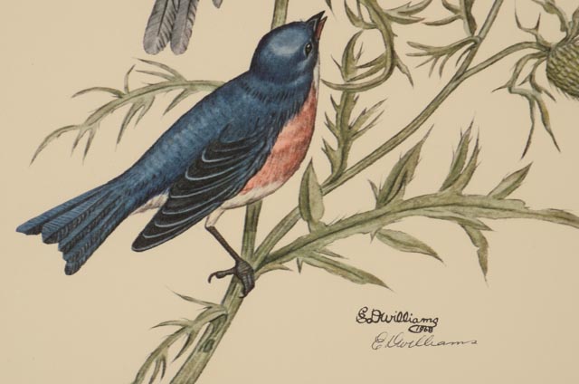 E. Dudley Williams Signed Offset Lithograph "Eastern Bluebird"