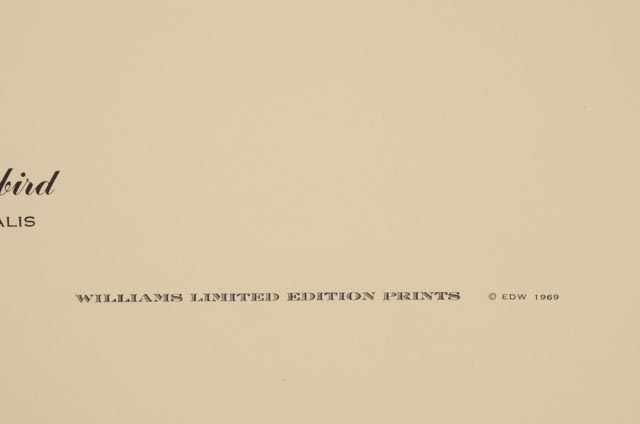 E. Dudley Williams Signed Offset Lithograph "Eastern Bluebird"