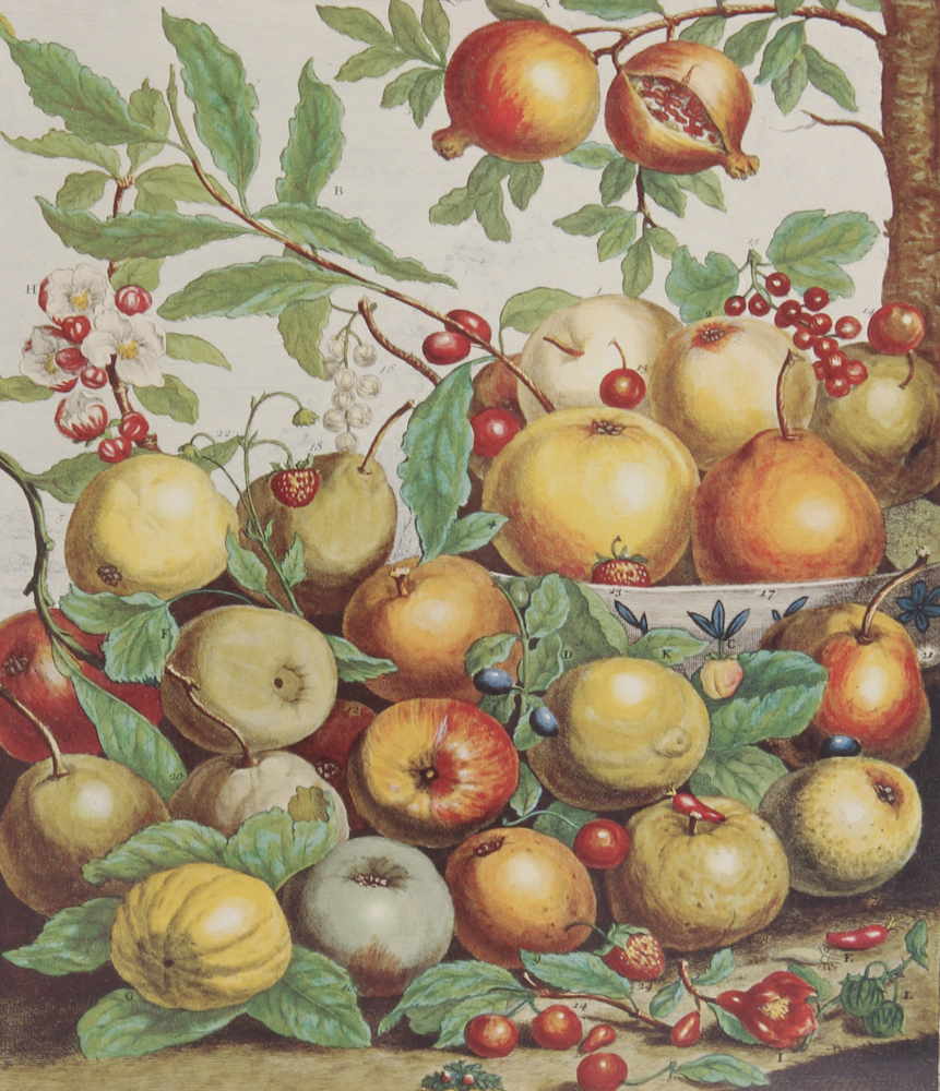 Framed Offset Lithograph of May 1783 Calendar Art with Apples