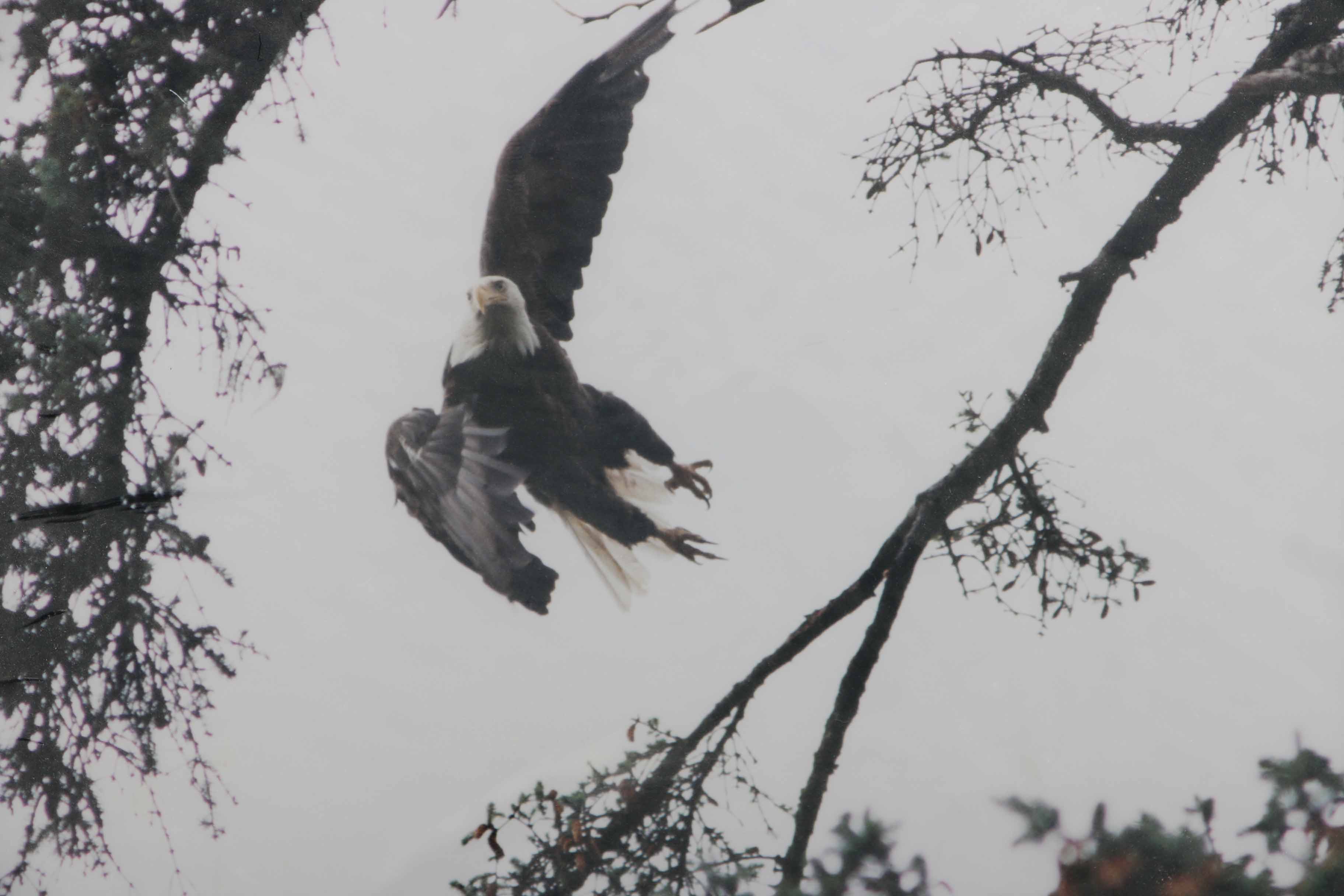 Keith Troia 1999 Digital Print "Take Off"