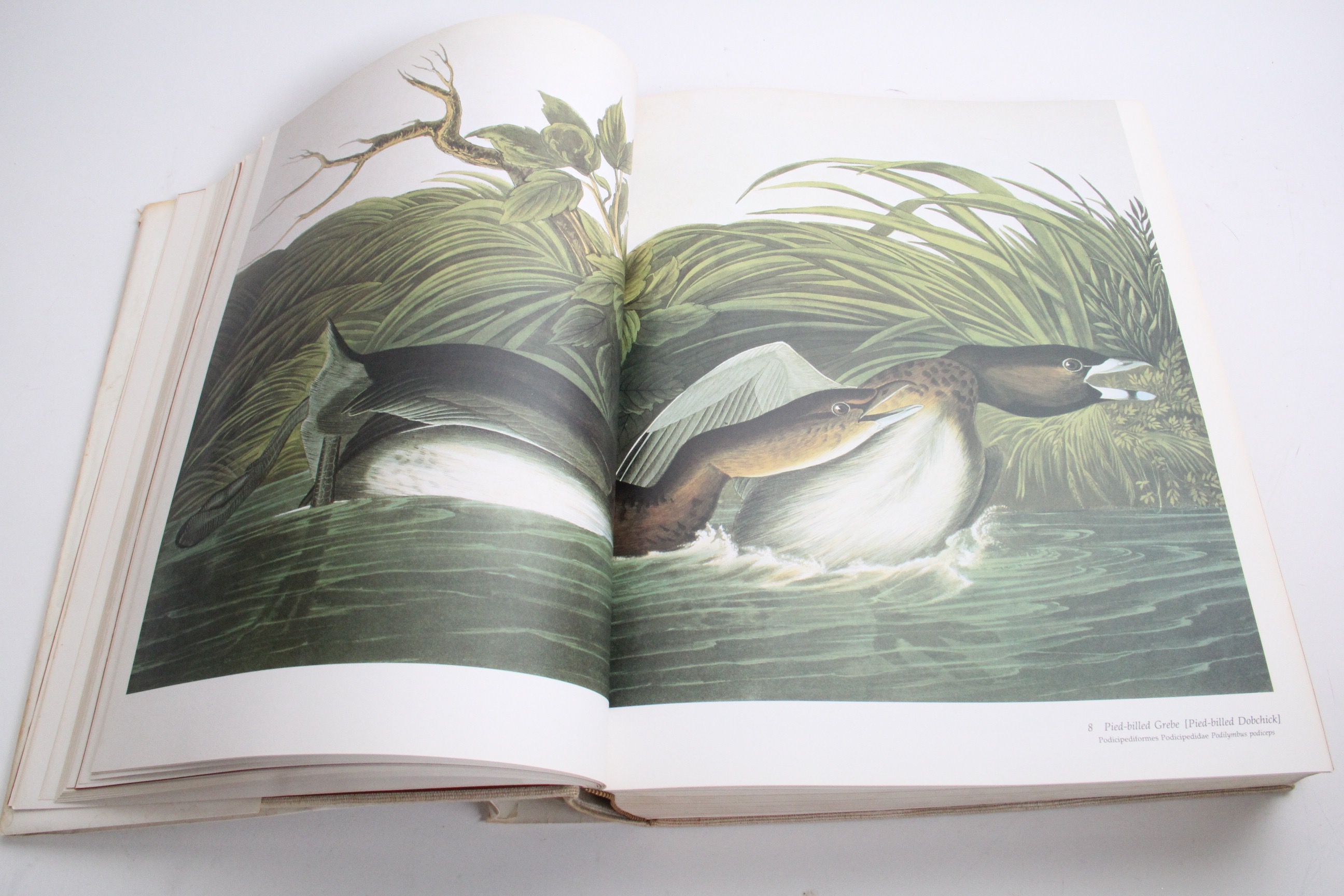 1981 Audubon Society Baby Elephant Folio