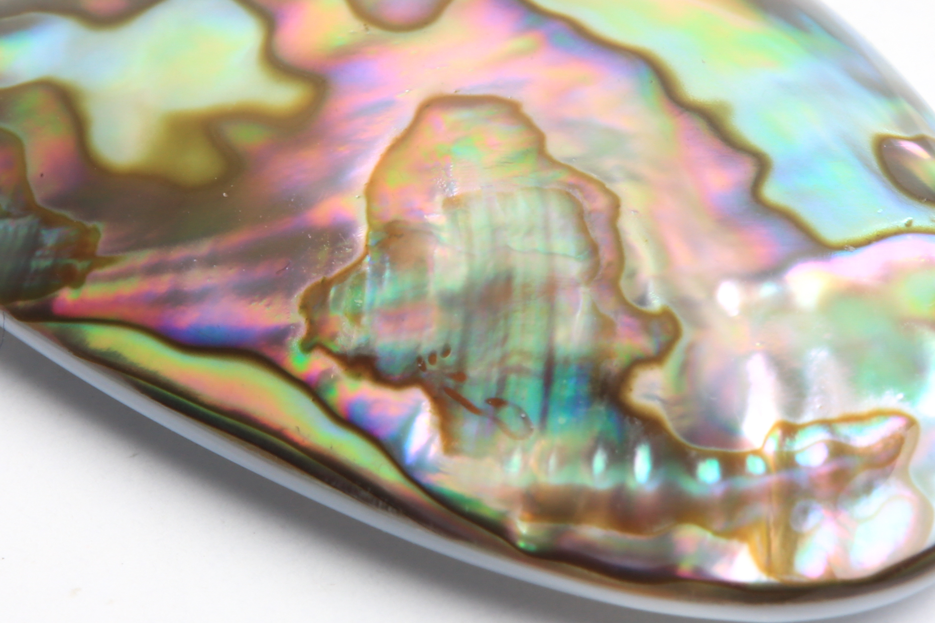 Unmounted Mother-of-Pearl Abalone Shell