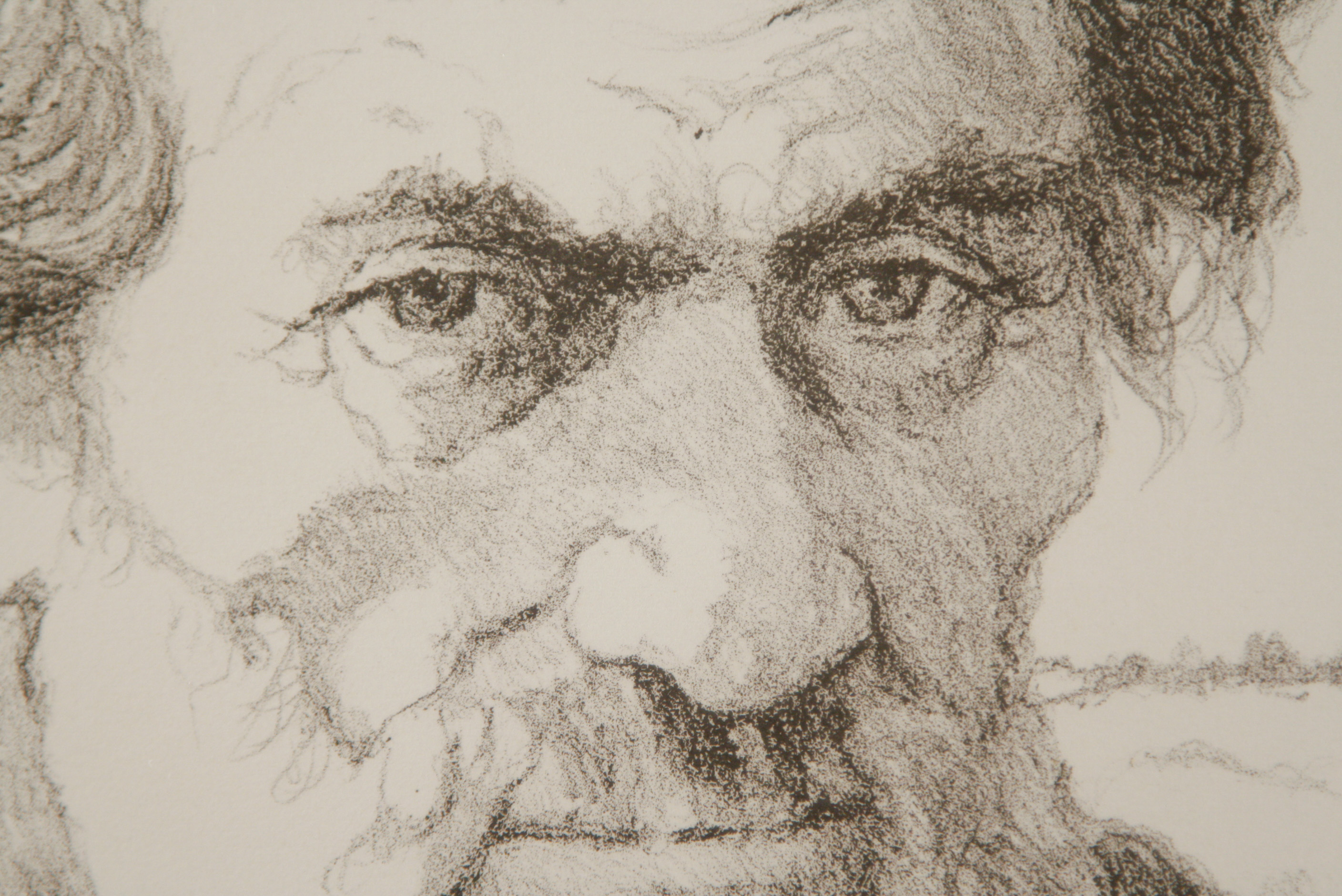 Weintraub Charcoal Rubbing "Elder"