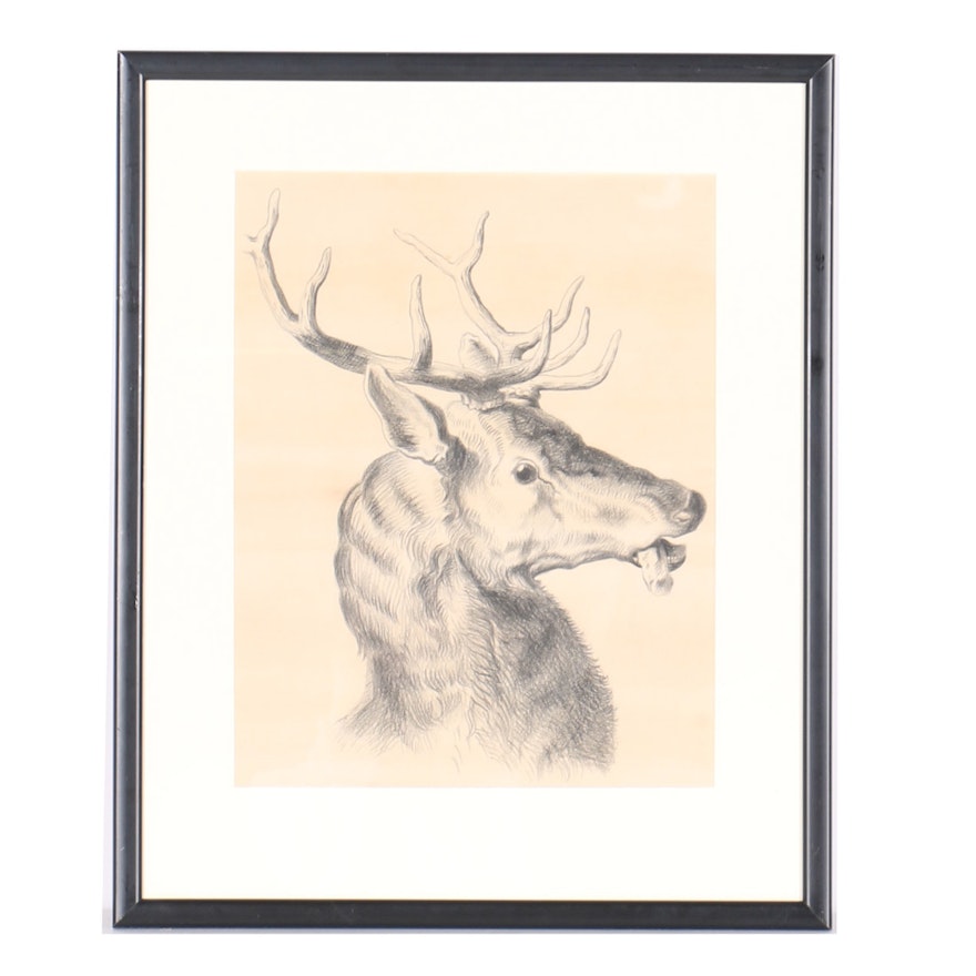 Emily B. Waite Charcoal Drawing of a Deer