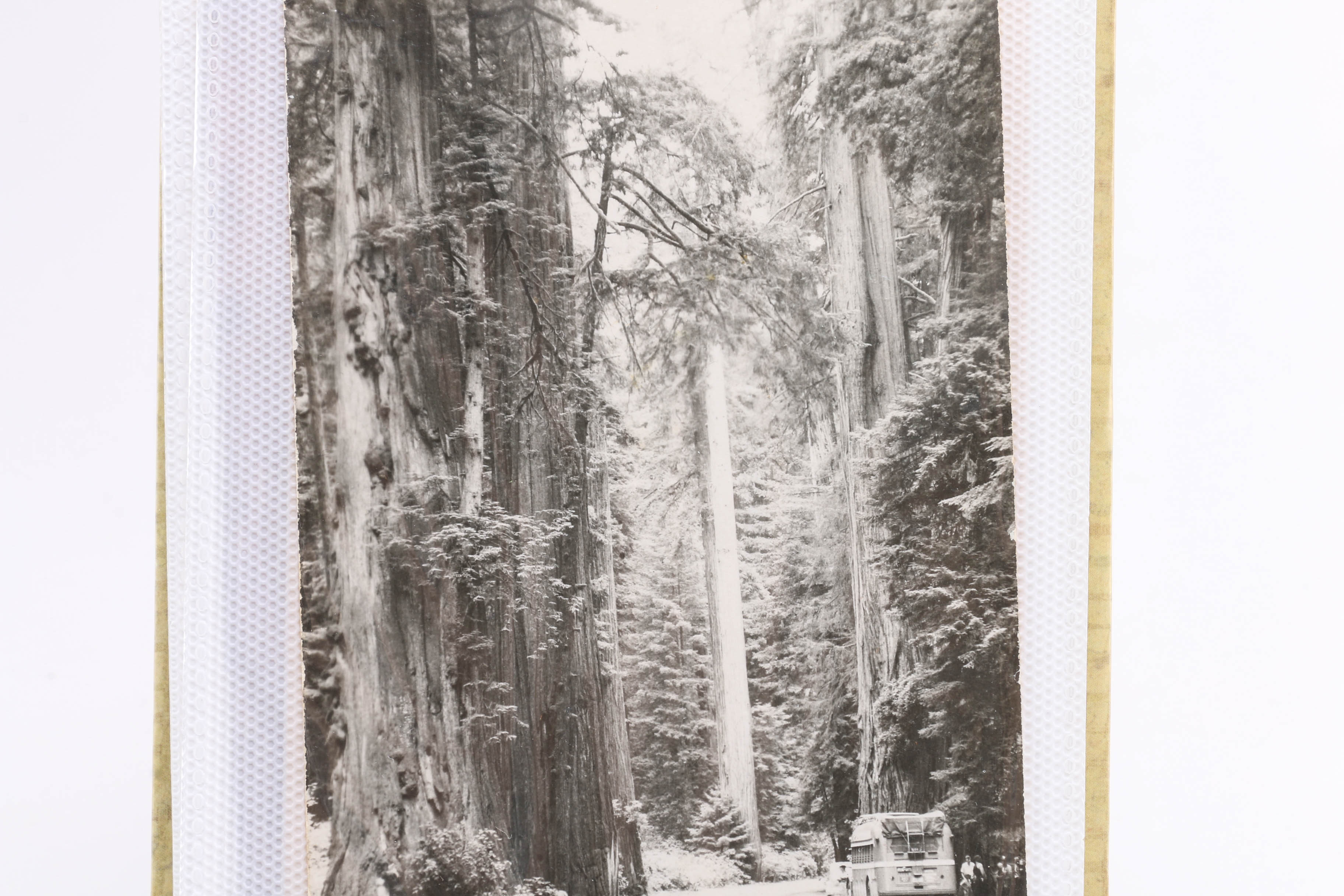 Collection of Antique and Vintage Postcards