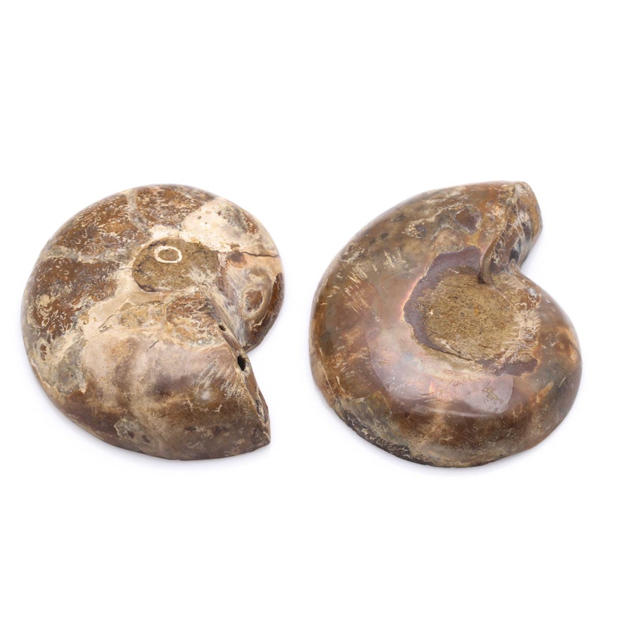 Ammonite Slices