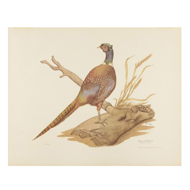 E. Dudley Williams Signed Offset Lithograph "Ring-neck Pheasant"