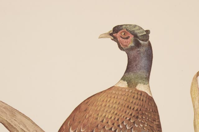 E. Dudley Williams Signed Offset Lithograph "Ring-neck Pheasant"