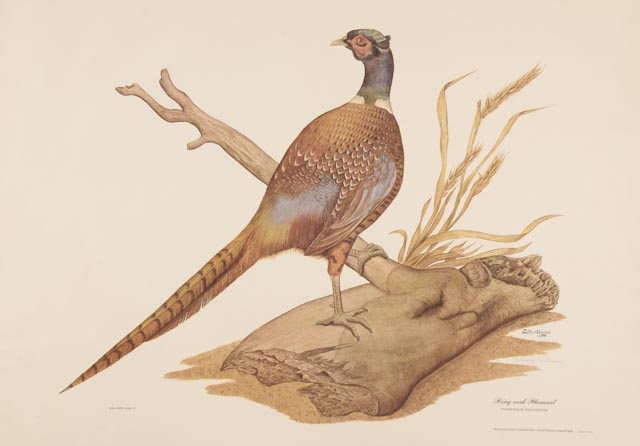 E. Dudley Williams Signed Offset Lithograph "Ring-neck Pheasant"