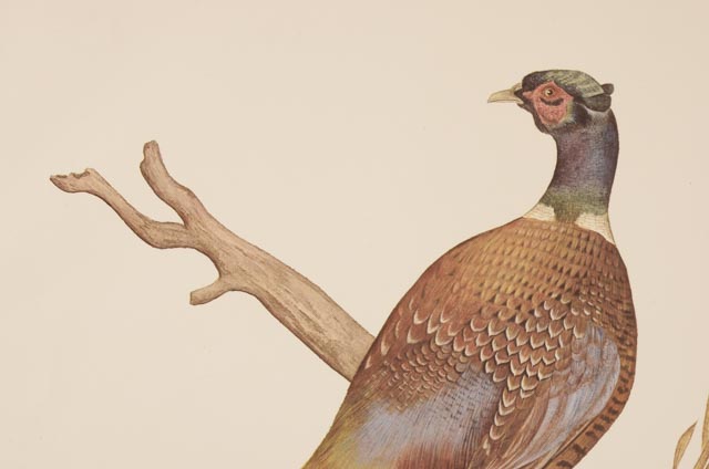 E. Dudley Williams Signed Offset Lithograph "Ring-neck Pheasant"