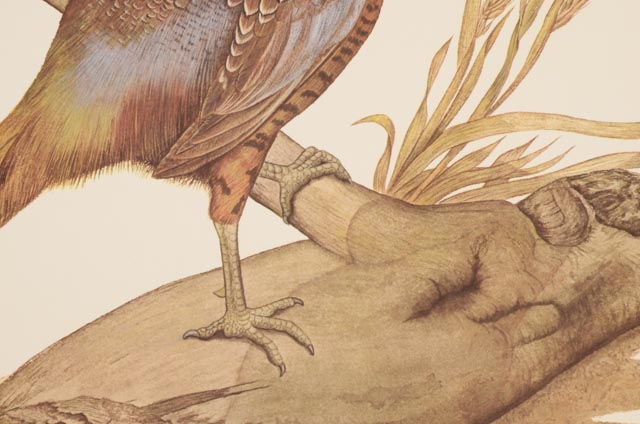 E. Dudley Williams Signed Offset Lithograph "Ring-neck Pheasant"