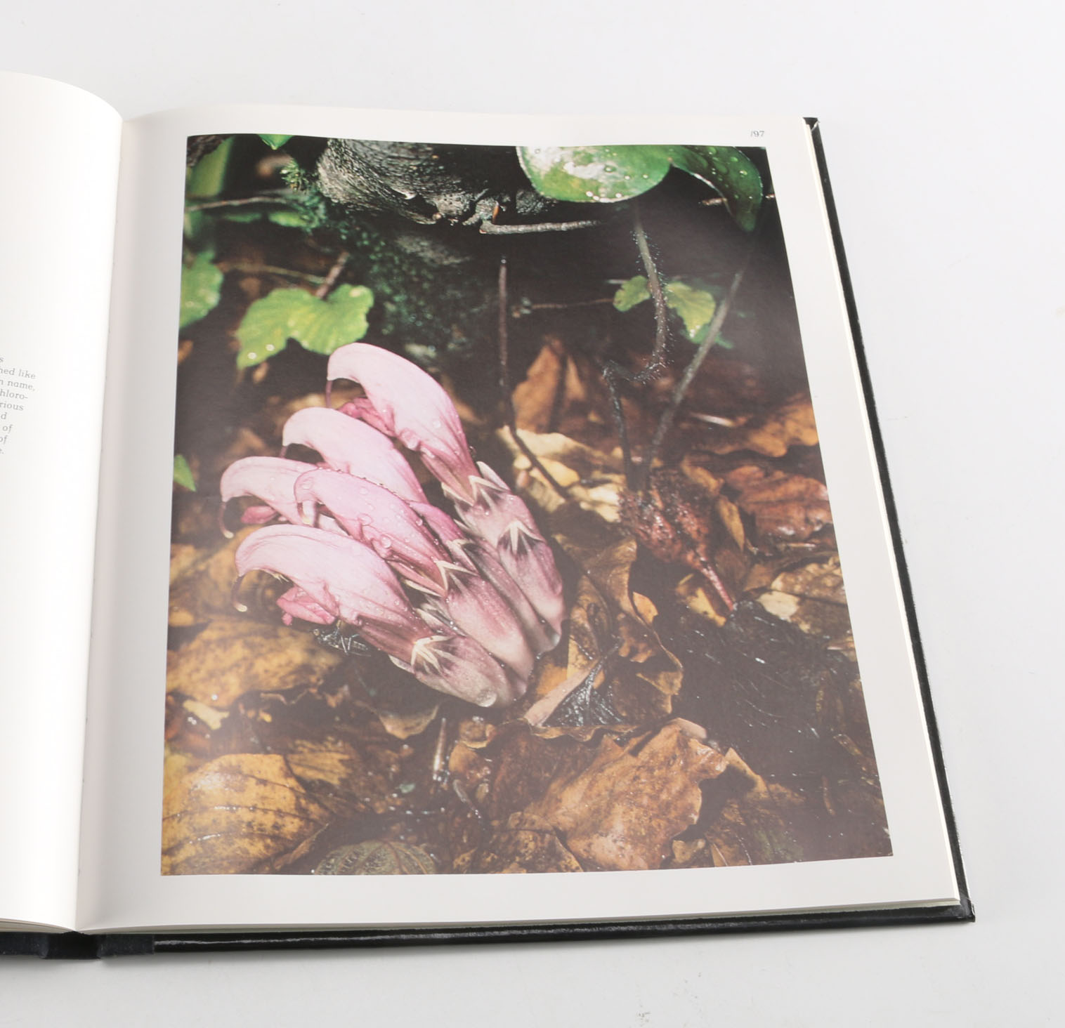 Collection of Time-Life "The World's Wild Places" Books