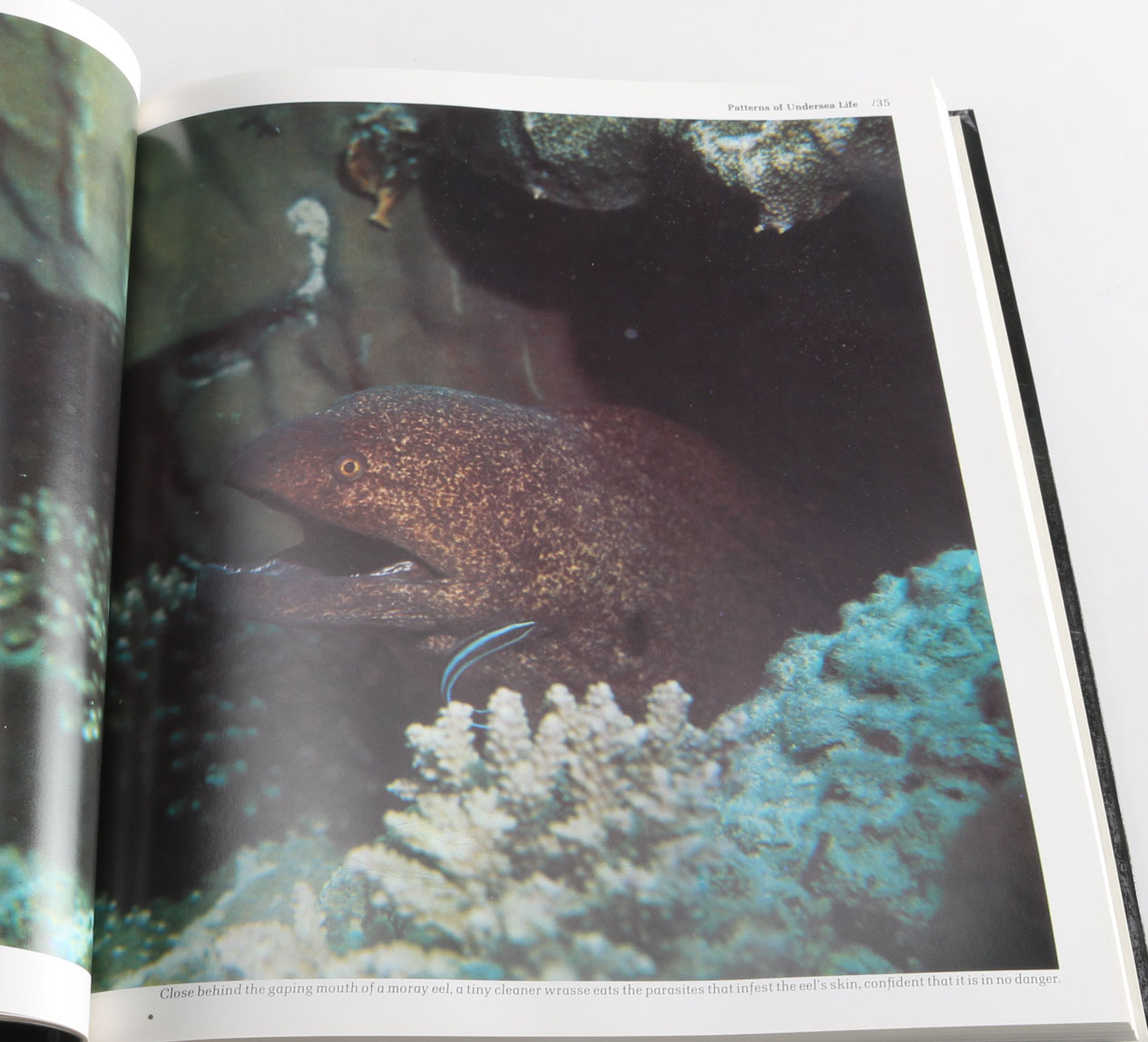 Collection of Time-Life "The World's Wild Places" Books