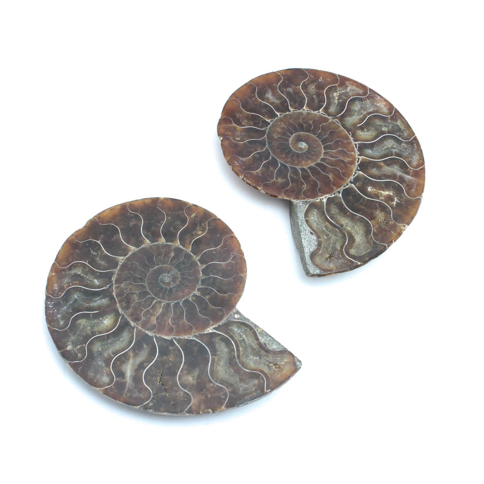Polished Ammonite Specimens