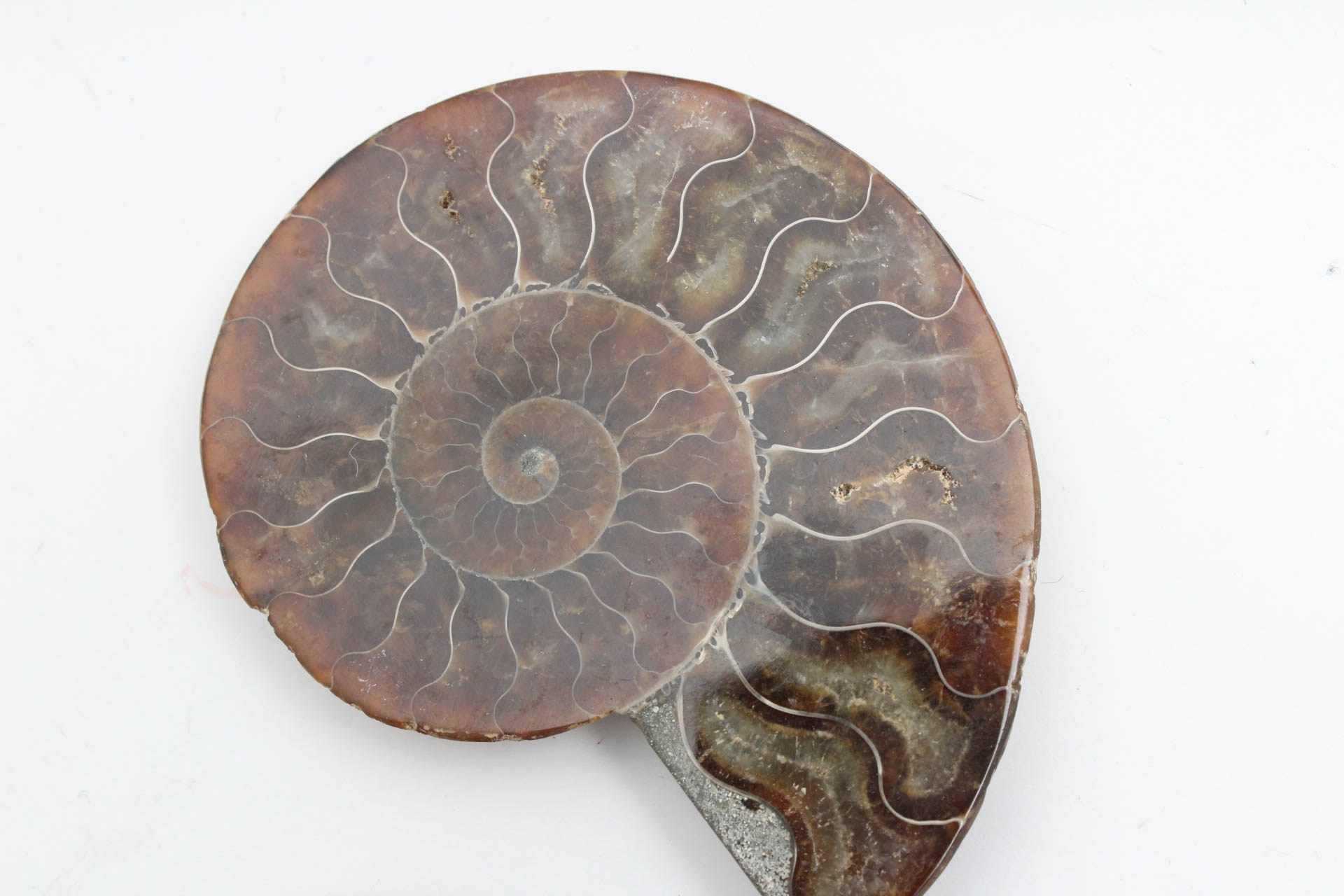 Polished Ammonite Specimens