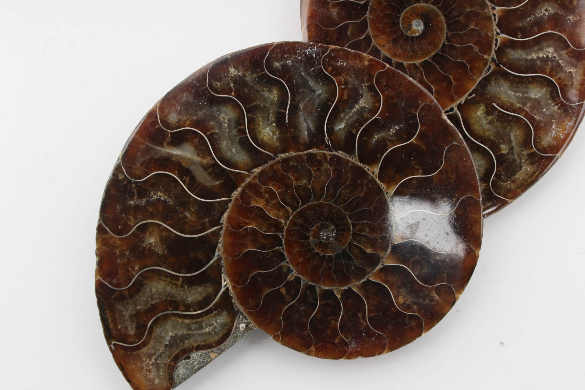Polished Ammonite Specimens