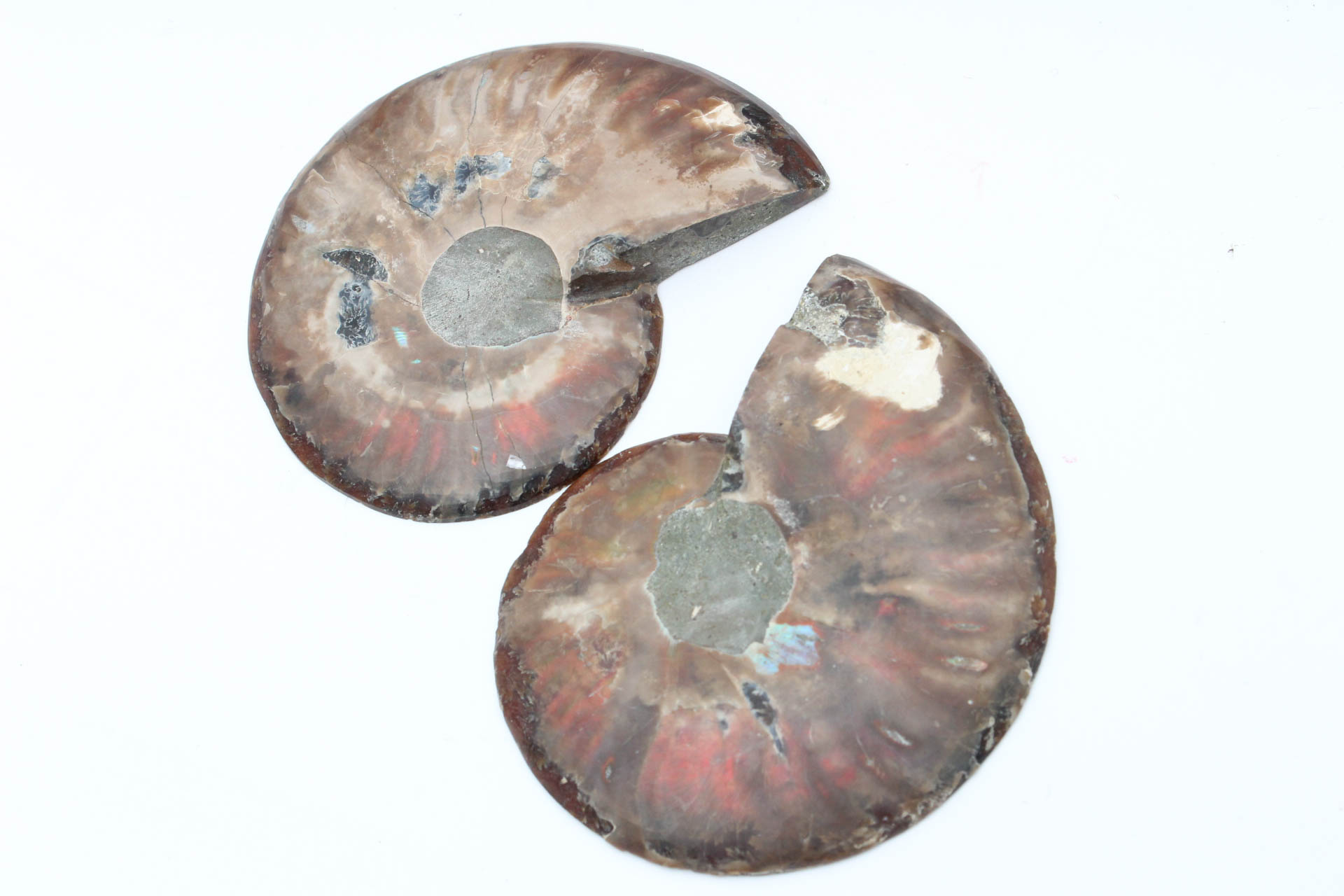 Polished Ammonite Specimens