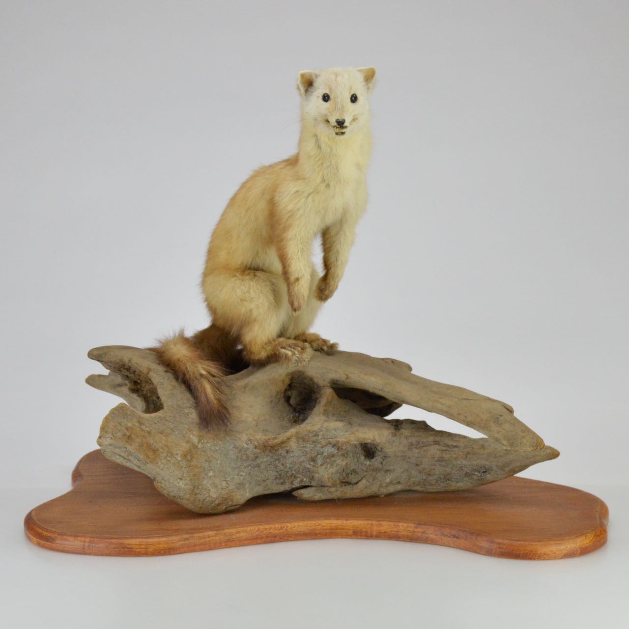 Taxidermy Weasel