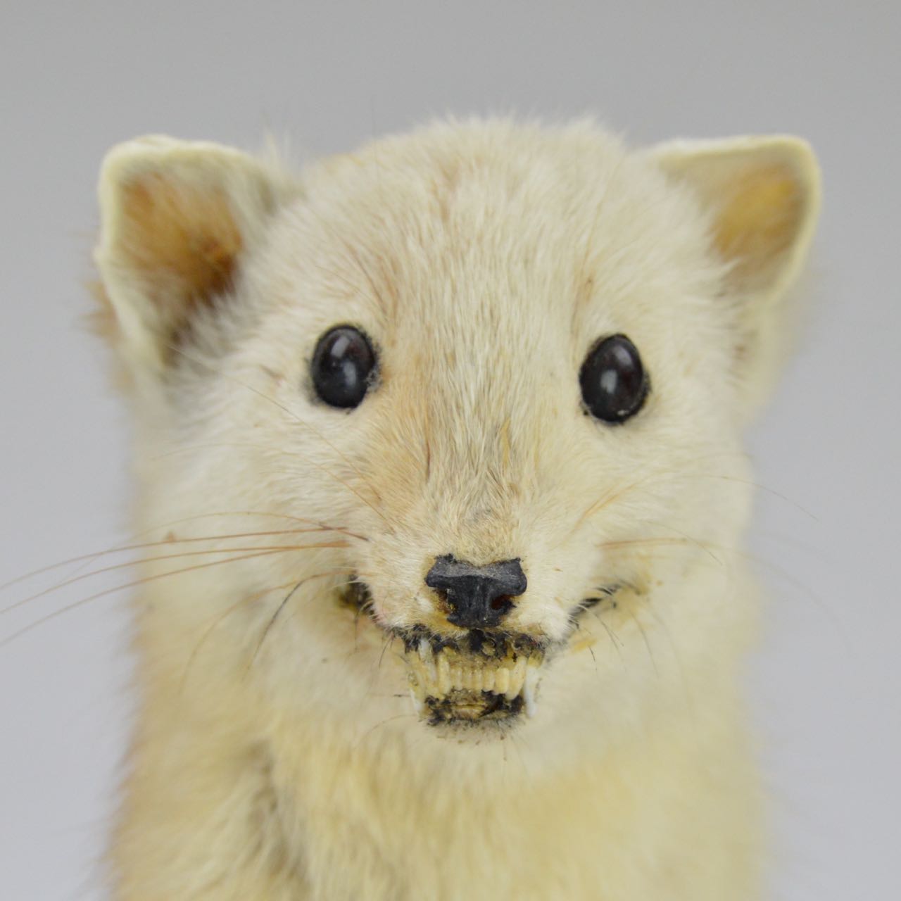 Taxidermy Weasel