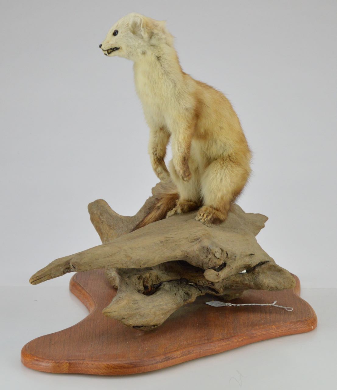 Taxidermy Weasel