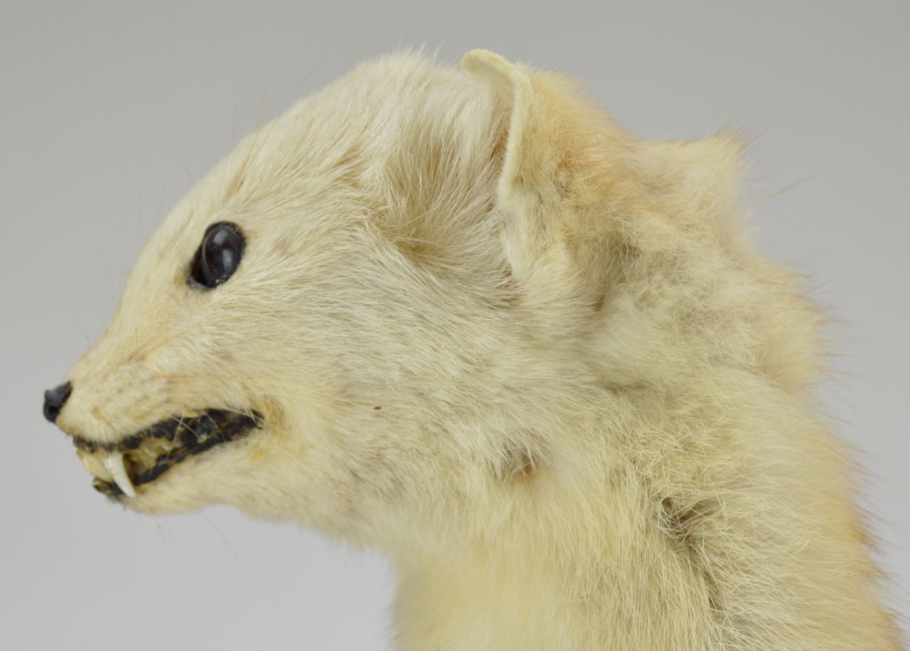 Taxidermy Weasel