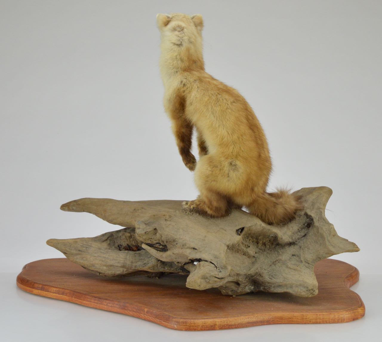 Taxidermy Weasel