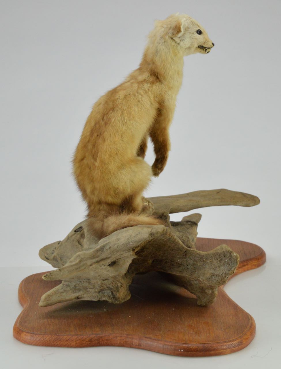 Taxidermy Weasel