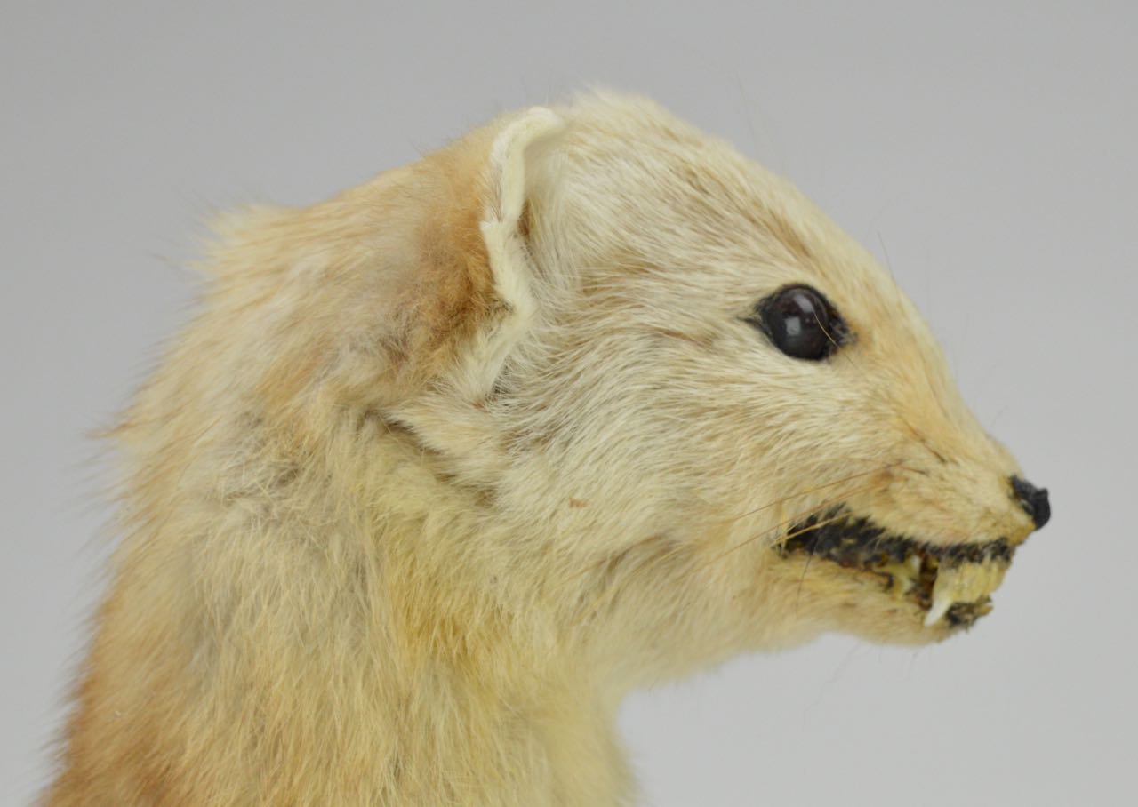 Taxidermy Weasel