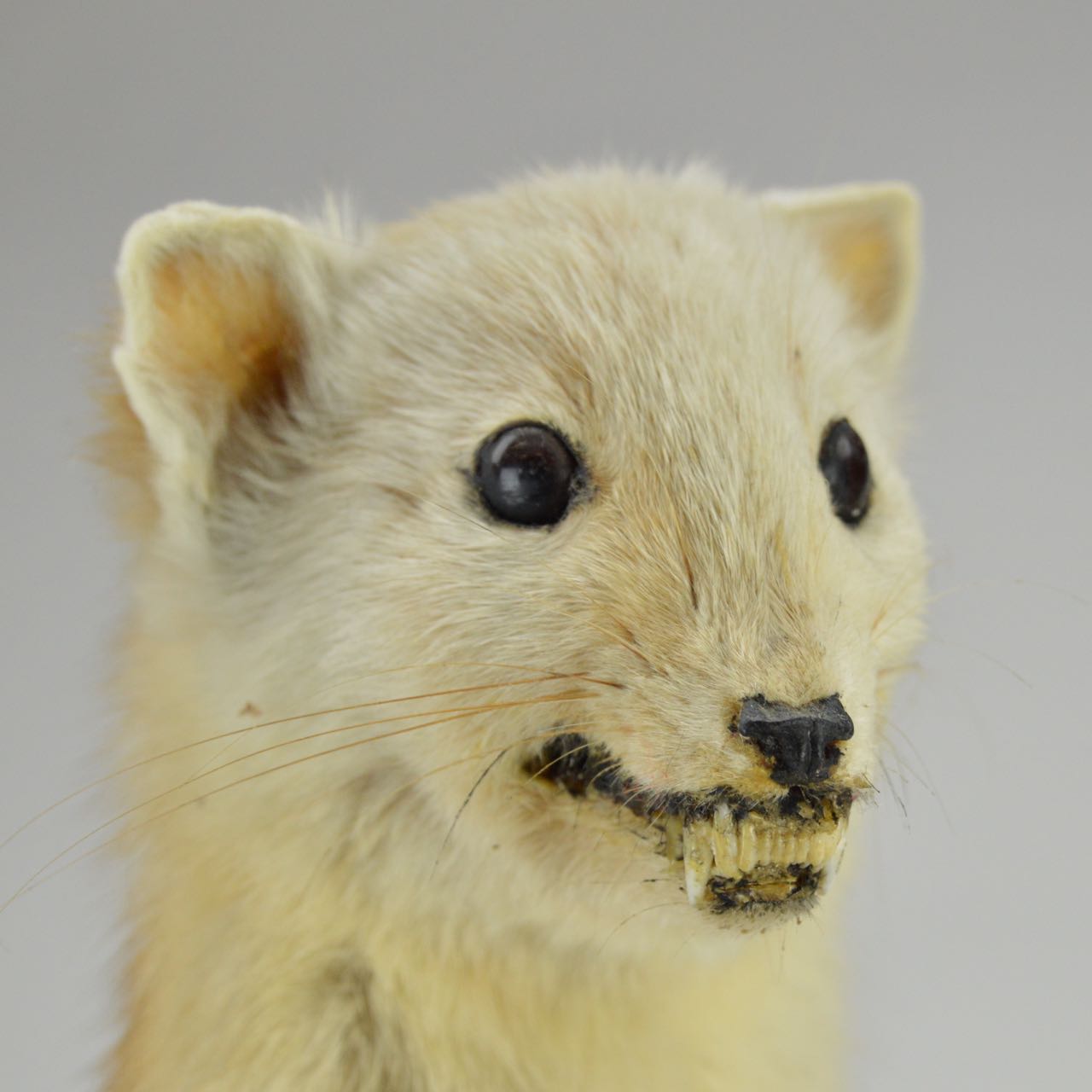 Taxidermy Weasel