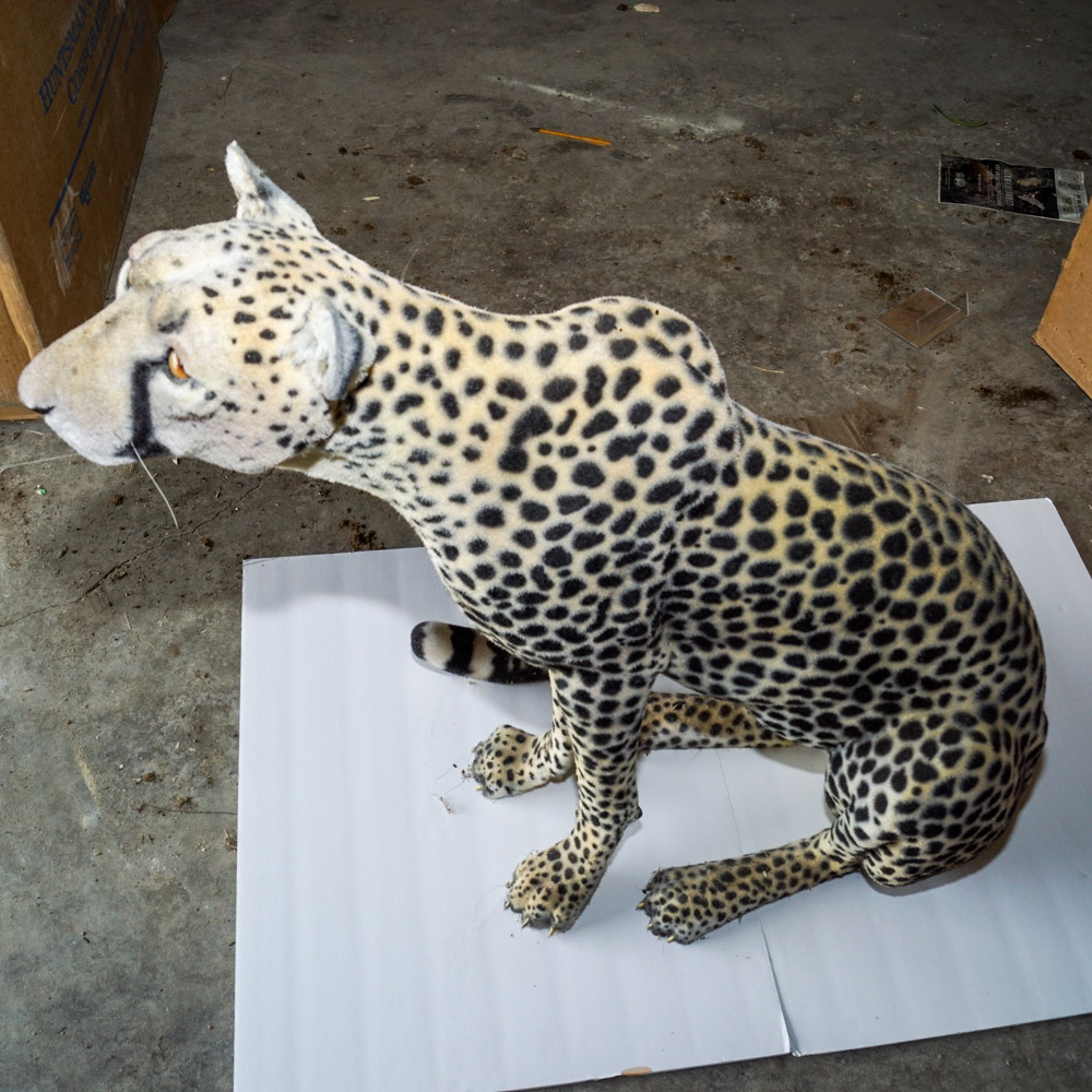 Life Size Cheetah Display