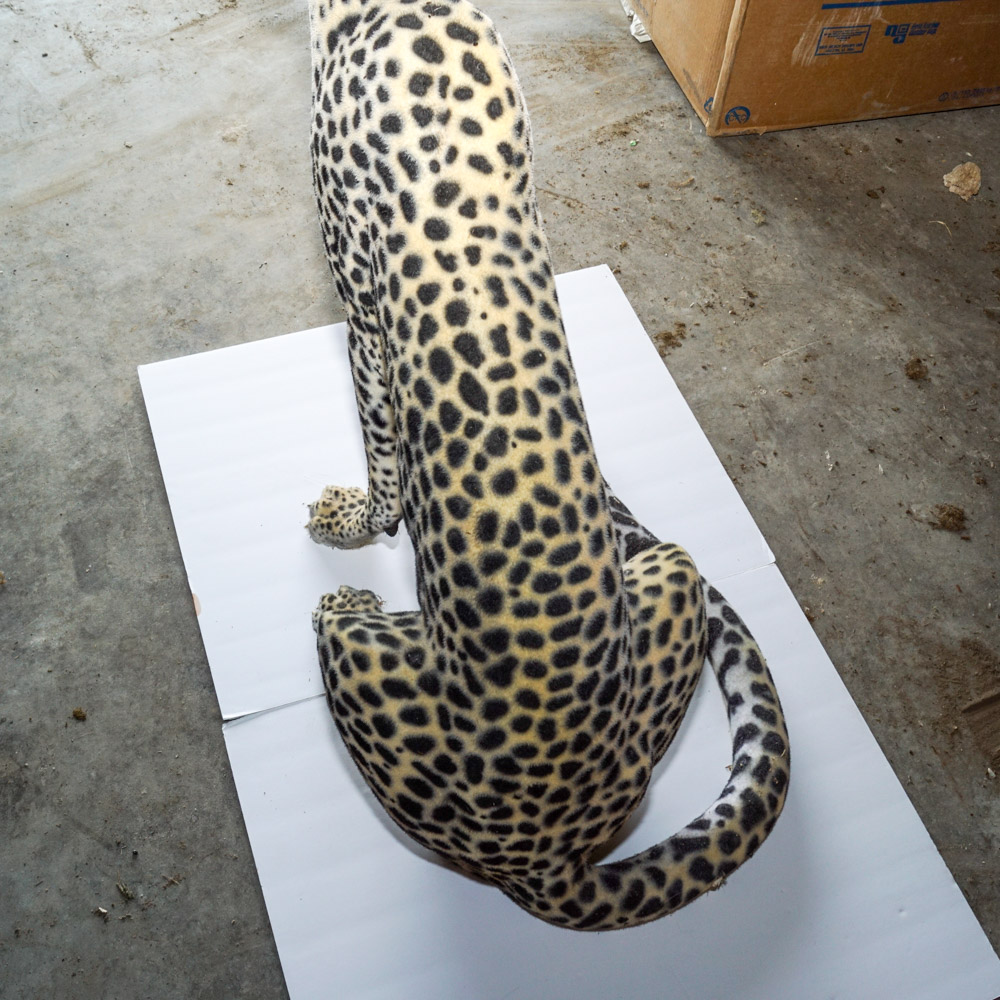 Life Size Cheetah Display